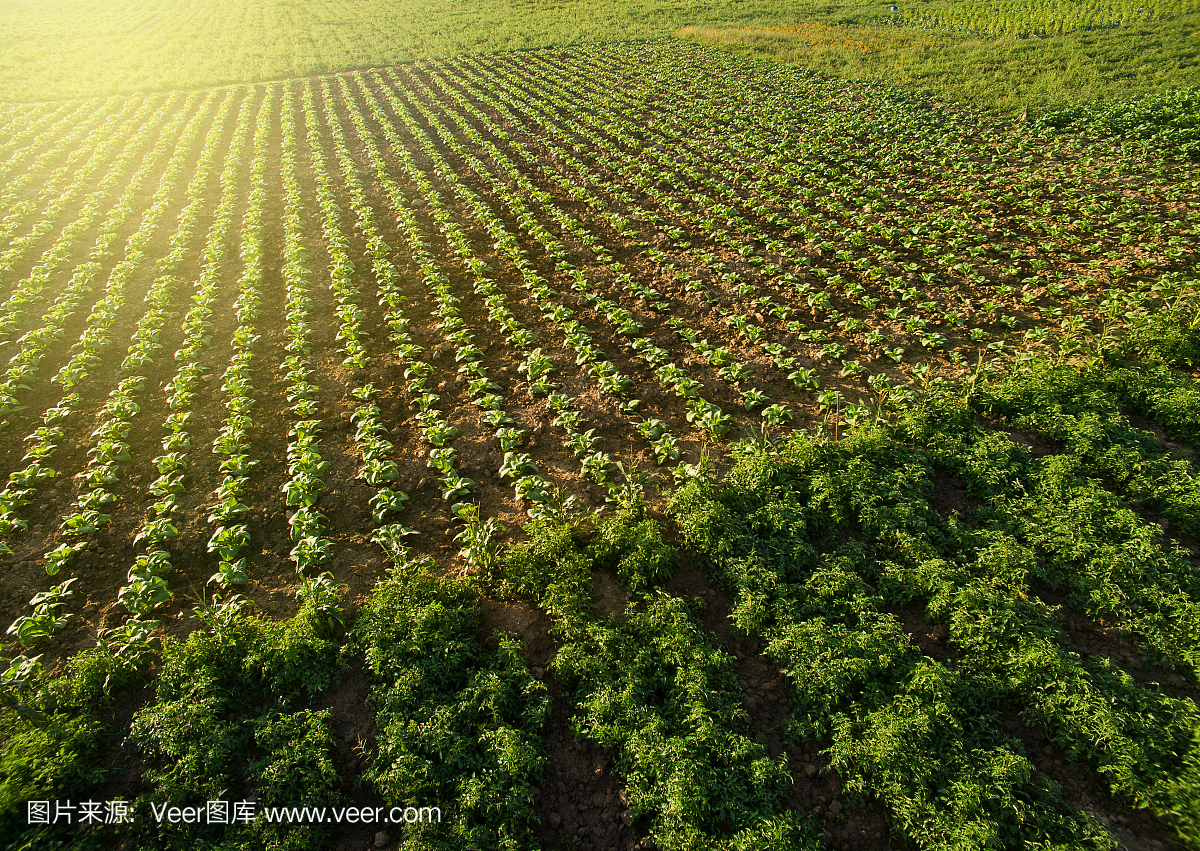 在泰国明亮的夏日田野上种植烟草的鸟瞰图